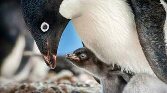 Disneynature S Penguins Filmmakers On Getting Frostbite
