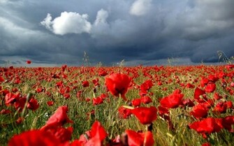 Before A Thunderstorm Wallpaper Flower