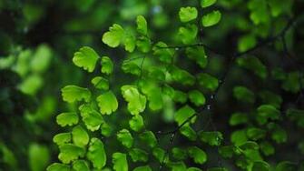 Background Green Wallpaper World Desktop Leaves