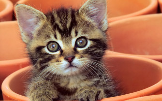 Cute Kitten Wallpaper