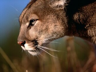 Cougar Computer Wallpaper Desktop Background Id