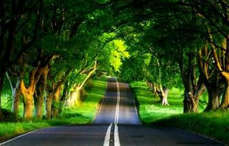 The Nature Green Color HD Wallpaper Good For Your Eyes