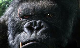 Gorilla HD Wallpaper