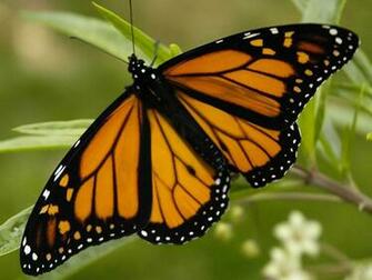 Monarch Butterfly HD Wallpaper Background Image