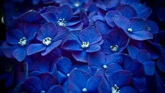 Blue Hydrangea Wallpaper