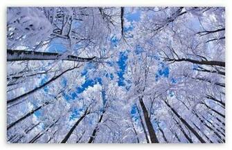 Looking Up Through Trees Winter HD Wallpaper For Standard