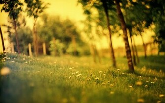 Summer Wallpaper