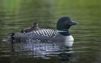 Loon Wallpaper