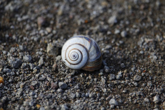 Shell Wallpaper