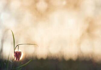 Cways Intensive Retreat In Or Family Constellations