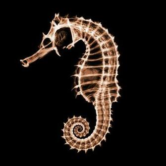 Ray Hippocampus iPad Background Best Wallpaper
