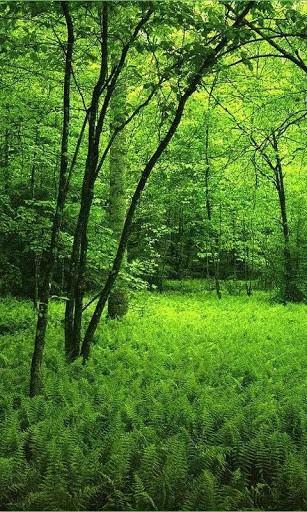 3d Forest HD Live Wallpaper Dynamic Theme
