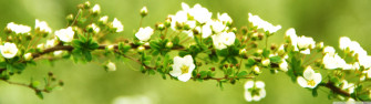 Spring Arch Ultra HD Desktop Background Wallpaper For 4k UHD Tv