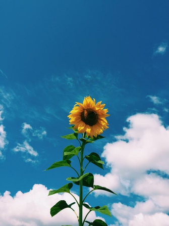 Art Hipster Vintage Indie Soft Grunge Sunflower Blue