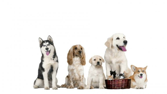 Set Pets On White Background Stock Video Footage Storyblocks