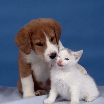 Cats iPad Wallpaper Background HD