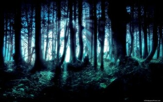 Dark Forest HD Wallpaper Image Pictures