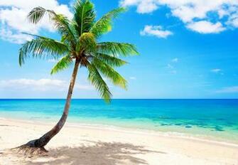 Palm Paradise Emerald Ocean Tropical Coast Blue Beach Sea Wallpaper