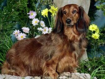 High Resolution Wallpaper Of Cute Dogs Recipeapart