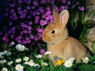 Rabbit Wallpaper Pet Animal Rabbits Bunny