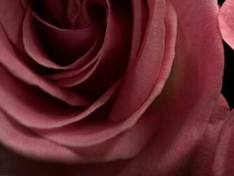 Black And White Wallpaper Burgundy Rose