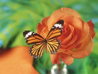 Flowers Butterfly Wallpaper