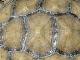 Tortoise Shell Tex Stock By Stormymay888