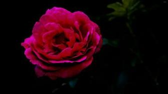 Single Red Rose Wallpaper Flower