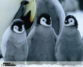 March Of The Penguins Wps Wallpaper