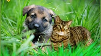 Cat And Dog Hq Wallpaper