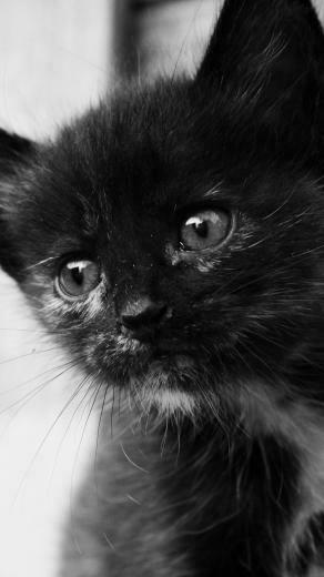 Cat Black And White