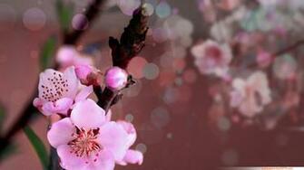 Peach Blossom Flower Wallpaper