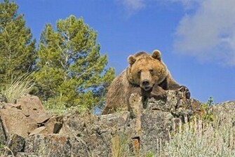 Grizzly Bear Wallpaper