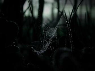 Computer Background Dew On Spider Web Dark Scene