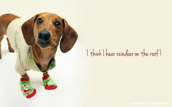 Days Of Cheer Holiday Desktop Wallpaper Ammo The Dachshund