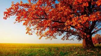HD Wallpaper For Pc Of Nature Image