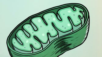 Sperm Self Sabotage To Make Sure Mothers Have A Bigger Influence