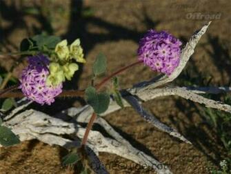 Glamis Wildflower Wallpaper