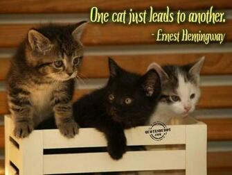 Cats Quotes Kittens Graphics Wallpaper