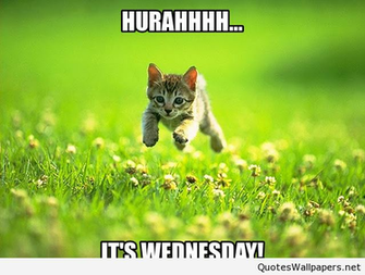 Funny Happy Wednesday Cat Pictures With Sayings Ideas