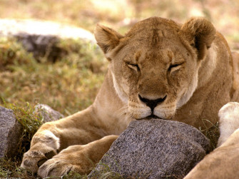 African Animals Wallpaper