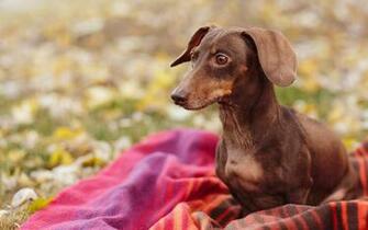 Dachshund Wallpaper
