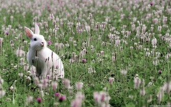 Cute Rabbit Wallpaper HD