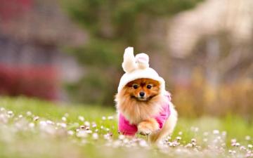 Adorable Wallpaper Gallery