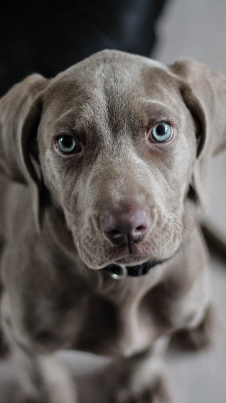 Brown Lab Wallpaper iPhone Android Desktop Background