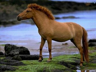 Beautiful Wallpaper Wild Horses