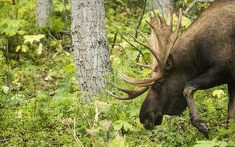 Moose Computer Wallpaper Desktop Background
