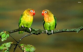 Love Bird iPhone Wallpaper Attachment Amazing Wallpaperz