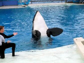 Shamu Wallpaper