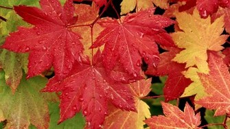 Desktop Background Amazing Fall Season HD Wallpaper Yellow Of